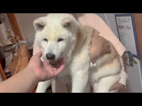 巨大腫瘍が取れた翌日、やってあげられる事、何でもしてくれる母にありがとうを伝えてくれる最高に可愛い柴犬