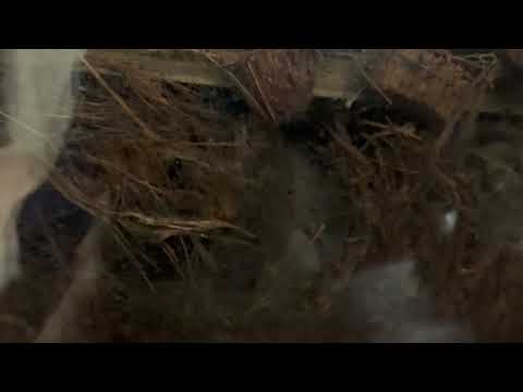 分かりづらいと思いますが💦ハタネズミさんです〜　上野動物園にて　2026年2月6日 サムネイル