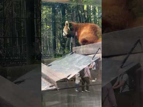 shorts タイヨウくん　レッサーパンダ　　千葉市動物公園にて　2026年4月19日 サムネイル