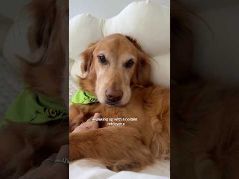 coming home to my golden retriever🥵goldenretreivers dog pup… サムネイル