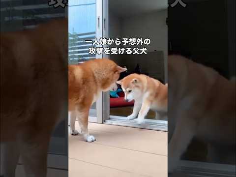 外に出ようとしたら最愛の一人娘から強烈なアタックをお見舞いされる父犬 #柴犬 #親子犬 #柴犬のいる暮らし #shor… サムネイル