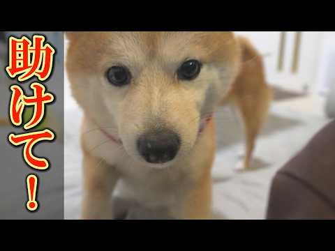 台風並みの突風の音に、泣きながら助けを求めに来る女子柴犬が可愛すぎました。