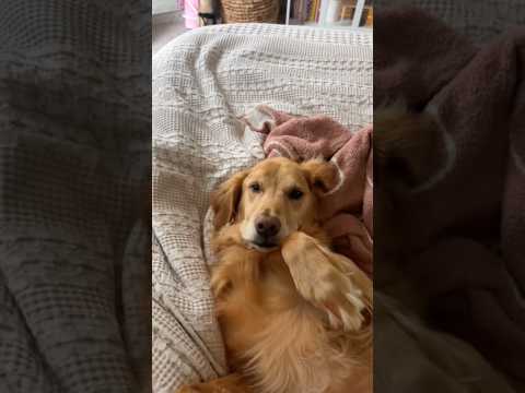 coming home to my golden retriever❤️india retreiver dog pup… サムネイル
