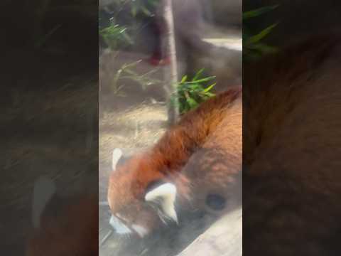 shorts 穴から妻と娘の匂いを嗅ぐ大福くん☺️  レッサーパンダ　那須どうぶつ王国にて　2026年2月27日 サムネイル