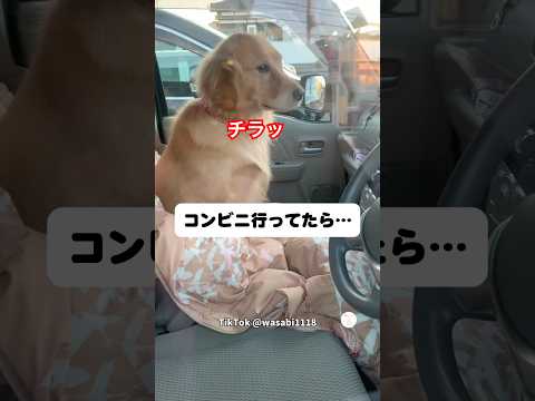車で待ってたゴールデン、感情が顔に出過ぎてる😂　　ゴールデンレトリバー　大型犬　犬　可愛い犬　犬のいる暮らし サムネイル