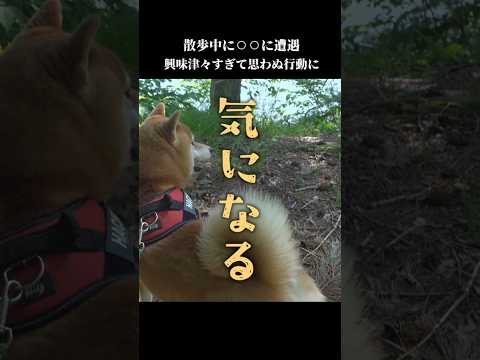 柴犬は興味津々で、ママが怖がってるのに勇猛果敢にアレに挑む…！ shibainu 拒否犬　柴犬ハチ
