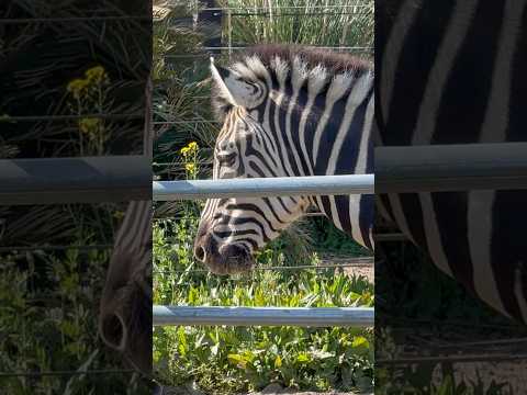 shorts 15時頃のパールさんルビーさん　サバンナシマウマ　千葉市動物公園にて　2026年4月19日 サムネイル