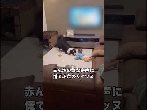 ボーダーコリーのことが大好きな赤ちゃんが至近距離で奇声を上げたら ボーダーコリー 大型犬 赤ちゃんと犬 赤ちゃん サムネイル