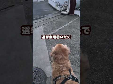 動物に優しい国なりますように ゴールデンレトリバー 大型犬のいる生活 goldenretriever 選挙 サムネイル