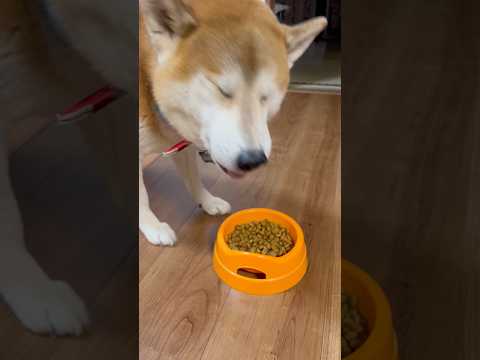 ヨーグルト 柴犬タロウ 柴犬 柴プー しばわんこ shibainu