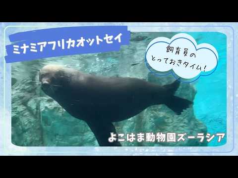 【よこはま動物園ズーラシア】ミナミアフリカオットセイのハジメ✨飼育員のとっておきタイム！ サムネイル