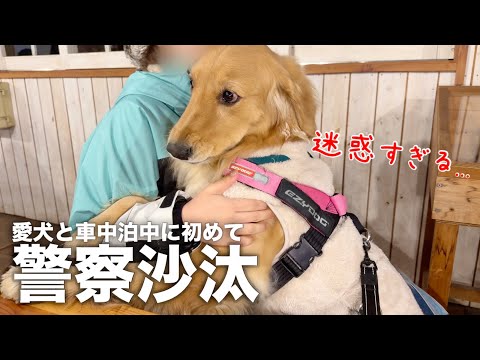 愛犬との幸せな時間から一変、外から怒鳴り声が聞こえて飛び起きました...【ボーダーコリー・ゴールデンレトリバー】 サムネイル