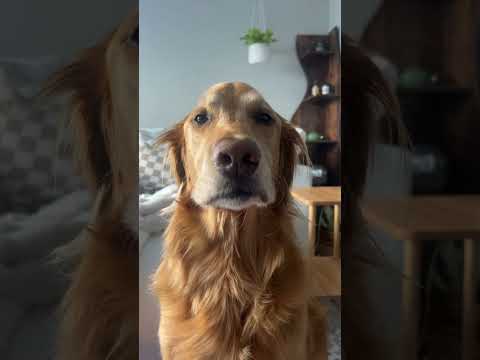 Bikini Try-On Haul 106 :| 4K Transparent Lingerie & See-Thr… サムネイル