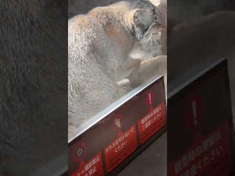 shorts 自分をグルーミングしながら食べ残しオヤツが無いか？チェックなナゴムくん　マヌルネコ　那須どうぶつ王国にて… サムネイル