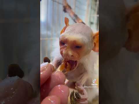 神々しいおばあちゃん猿♫shorts おばあちゃん grandma サムネイル