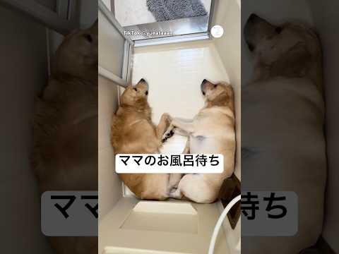 ママのお風呂をじっと待つ大型犬　　ゴールデンレトリバー ラブラドールレトリバー 大型犬　犬　かわいい犬 サムネイル