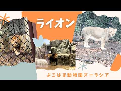 【よこはま動物園ズーラシア】ライオン🦁 サムネイル