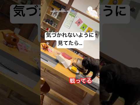 気づかれないように見てたら、卵焼きと戦ってた犬　　パグ　犬　面白い　犬のいる暮らし かわいい犬 サムネイル