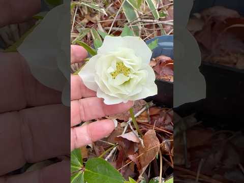 shorts クリスマスローズが咲きました〜　2026年3月27日　那須 サムネイル