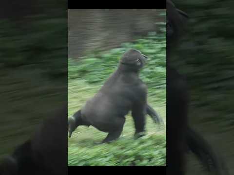 gorilla Ringo happy twirling gorillatag 金剛猩猩 taipeizoo 台北市立… サムネイル