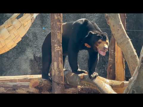 楽しそうにゴハンを探すマーチンくん😊　マレーグマ　のんほいパークにて　2026年4月3日 サムネイル