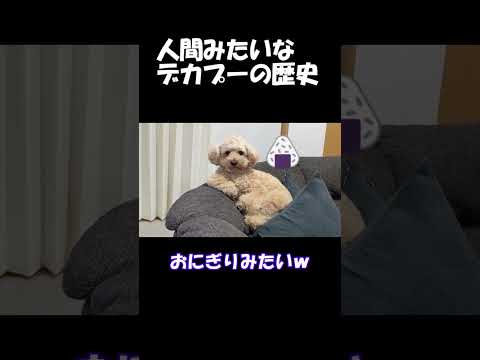 人間みたいな大きいトイプードルの歴史を振り返ってみた＃デカプー＃トイプードル＃犬 サムネイル
