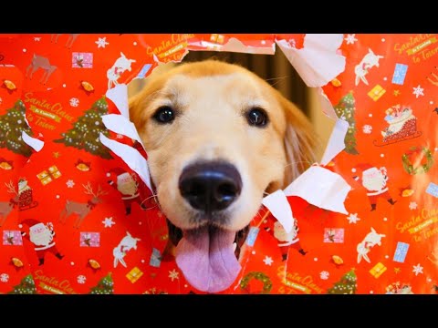 【コロッケと過ごすクリスマス】手作りごはんとプレゼントでお祝いしました サムネイル