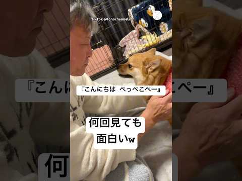 何回見ても笑う、こんにちはぺっぺこぺー　　犬　犬のいる暮らし 面白い　かわいい犬 いぬ サムネイル
