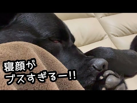 寝顔がブスすぎるラブラドールの幸せな時間 サムネイル