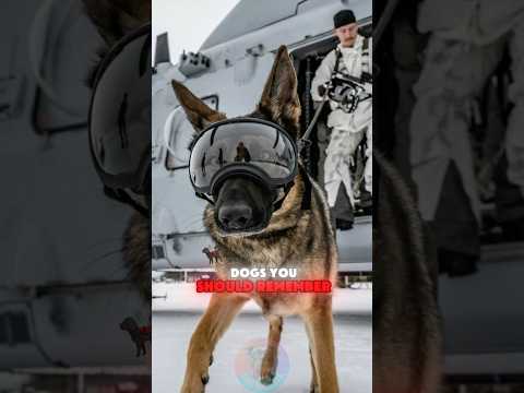 Top 3 Legendary Military Dogs You Should Remember shorts do… サムネイル
