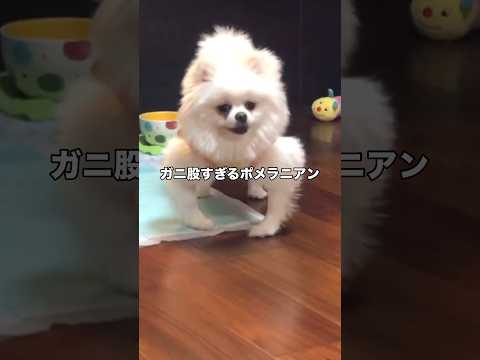 用を足した後のポメラニアンを見てみたらガニ股すぎた ポメラニアン 白ポメ 小型犬 shorts