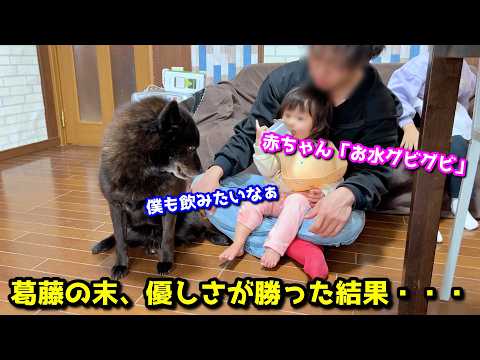 甲斐犬一休、赤ちゃんの水が飲みたい…でも優しさが邪魔をする サムネイル