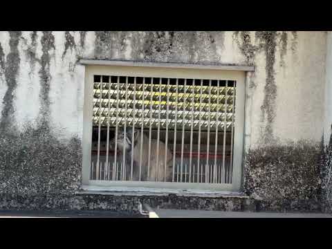 おはよう☀ エルくんとミーニャちゃんの息子たち　マヌルネコ　東山動植物園にて　2026年3月14日 サムネイル