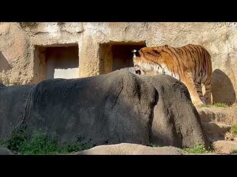 あ！ローラさん、ソーンさん置いてお先に〜　アムールトラ　浜松市動物園にて　2026年3月15日 サムネイル