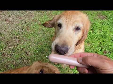 木々のモリアオガエルの卵は食べませんがオヤツに魚肉ソーセージをゴールデンレトリバーに サムネイル