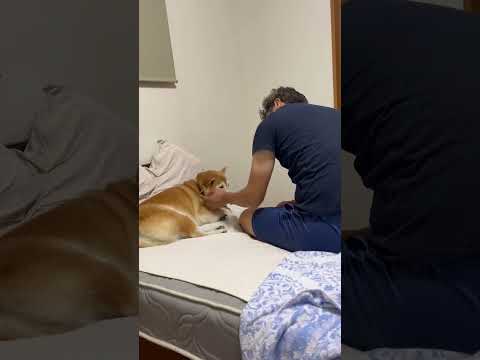 柴犬福 父に絡まれてる時の柴犬🤣Father and Shiba🤣shorts japanesedog 柴犬 shib… サムネイル