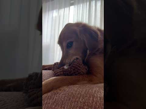 coming home to my golden retriever❤️india retreiver dog pup… サムネイル