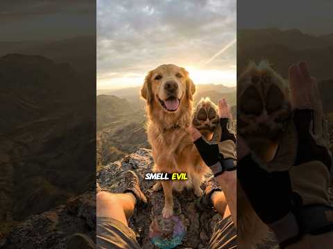 Can Dogs Smell Evil in Humans? shorts dog pets doglove pets… サムネイル