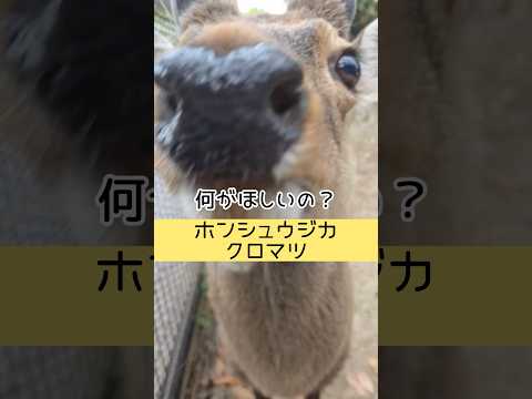 クロマツくん、なにがほしいの？ 東武動物公園 zoo 癒し animals 動物 ホンシュウジカ クロマツ サムネイル