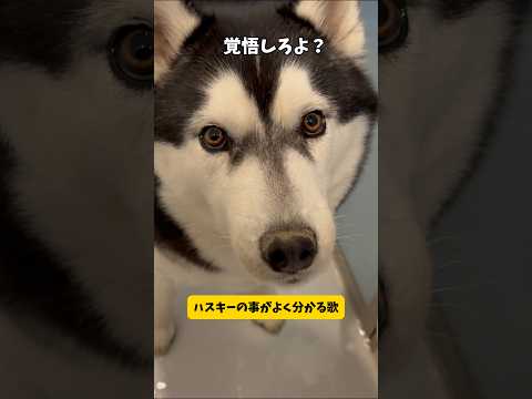 【オレはやるぜ】ハスキー取り扱い説明歌シベリアンハスキー 歌面白い youtubeshorts