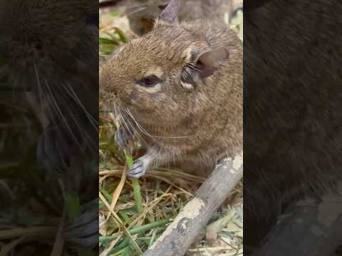 shorts 可愛い❤️モグモグ　テグー　上野動物園　2026年2月6日 サムネイル