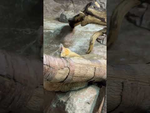 shorts サディーカちゃんとの4年チョッとぶりの再会😅　スナネコ　那須どうぶつ王国にて　2026年3月27日 サムネイル