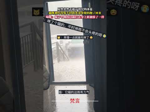 屋外突然下起了滂沱的冰雹 貓咪被嚇得慌不擇路連滾帶爬的跑了回來 貓咪 意外 萬萬沒想到 萌寵 cat amazing… サムネイル