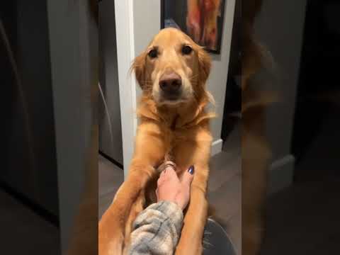 coming home to my golden retriever🥵 goldenretreiver dog ind…