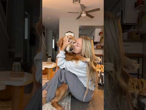 coming home to my golden retriever🥵 goldenretreiver dog ind…