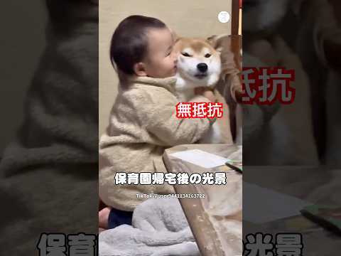 自分と同じサイズの柴犬に全力ハグ　柴犬　犬　かわいい 子供　犬のいる暮らし サムネイル