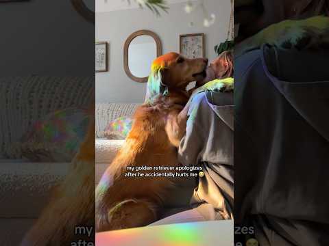 coming home to my golden retriever🥵 goldenretreiver dog ind… サムネイル