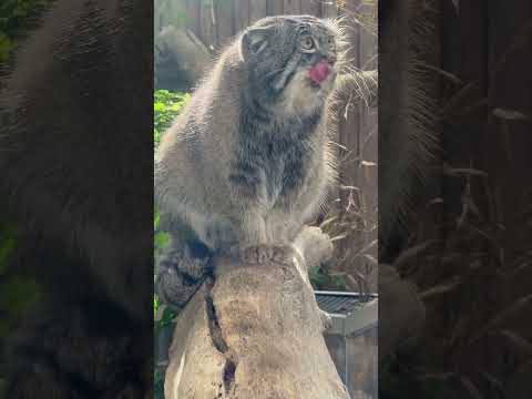 shorts ナルくん オニク待ち？　マヌルネコ　神戸どうぶつ王国にて　2025年12月28日 サムネイル