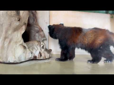 ケンシンくん起きた☺️ レッサーパンダ　大森山動物園にて　2026年4月29日 サムネイル
