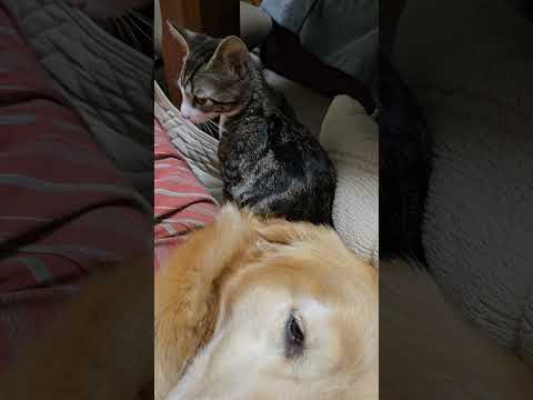 昨夜のキビッチャン 子猫とゴールデンレトリバービスとイロハ cat goldenretriever ゴールデンレトリバ… サムネイル